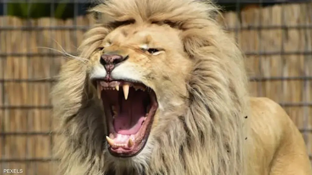 واقعة مأساوية في الجزائر رجل يدخل قفص الأسود لتطعيمها، لكنها تفترسه وتعتمر عليه